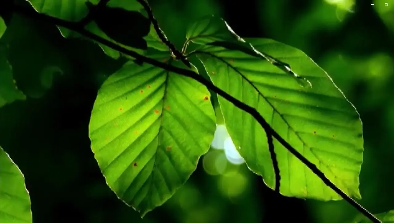 All’Università Magna Graecia di Catanzaro si studia la musica delle piante\n