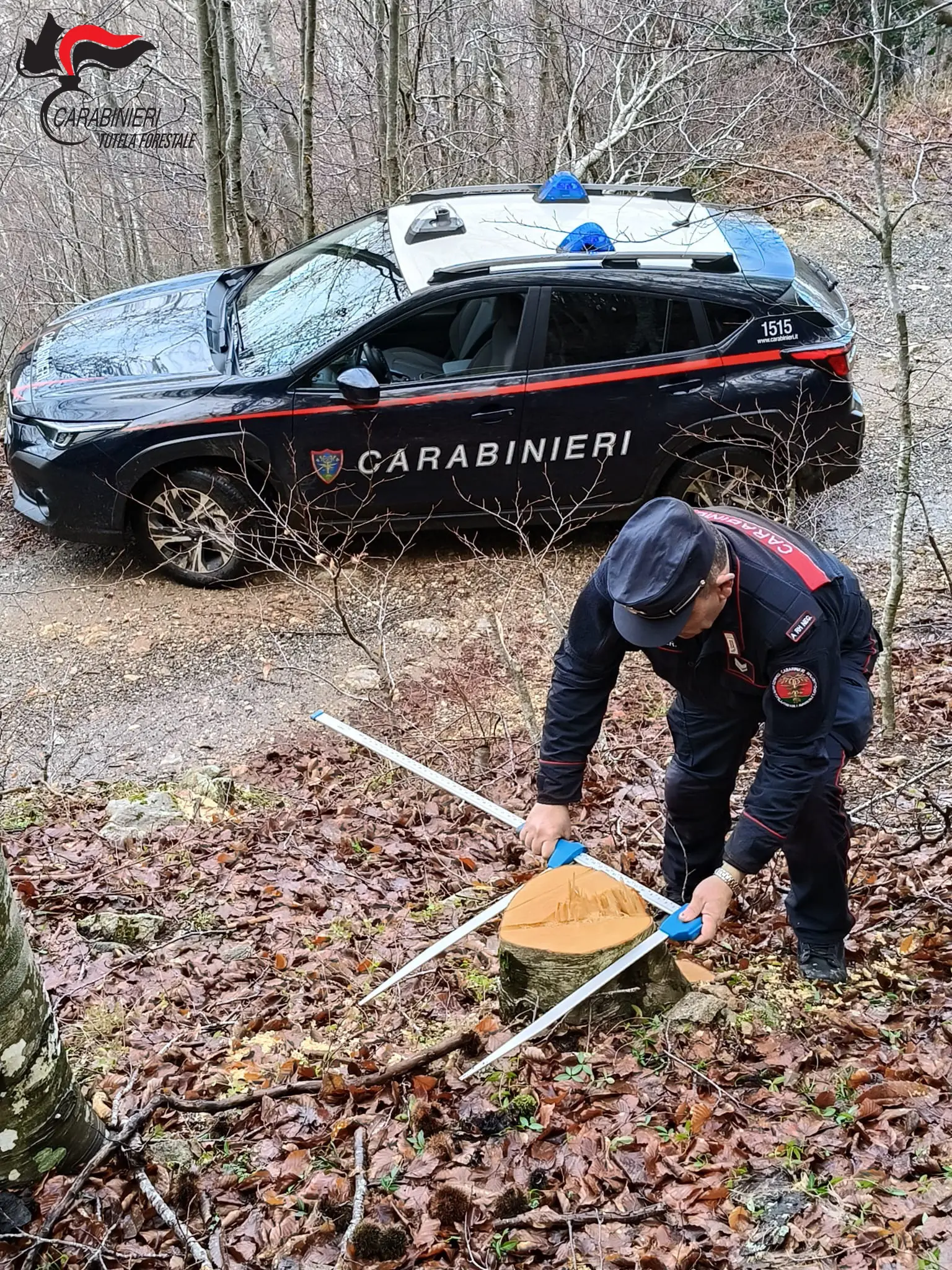 Sequestrati 15 quintali di faggio: due uomini di Cerisano indagati per furto aggravato\n
