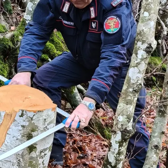 Tagliano alberi in terreno demaniale, sequestrati 15 quintali di legna nel Cosentino\n