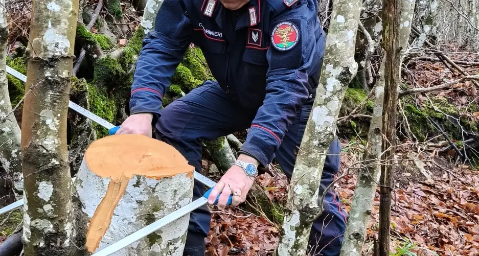 Tagliano alberi in terreno demaniale, sequestrati 15 quintali di legna nel Cosentino\n