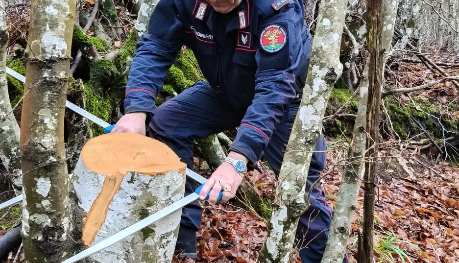 Tagliano alberi in terreno demaniale, sequestrati 15 quintali di legna nel Cosentino\n