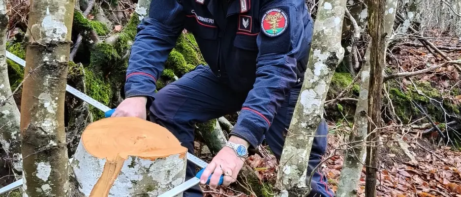 Tagliano alberi in terreno demaniale, sequestrati 15 quintali di legna nel Cosentino\n