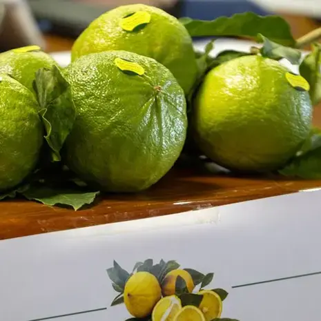 Da agrume simbolo a motore turistico: a Reggio Calabria nasce l’itinerario\u00A0“Via del Bergamotto”\n