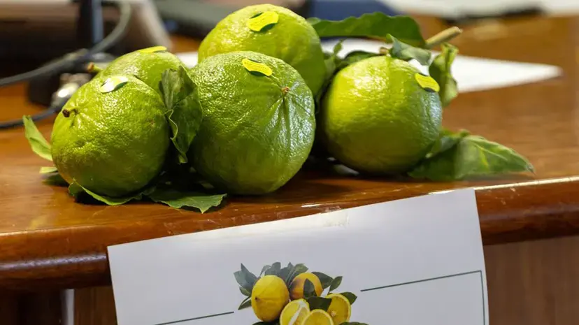 Da agrume simbolo a motore turistico: a Reggio Calabria nasce l’itinerario turistico “Via del Bergamotto”\n