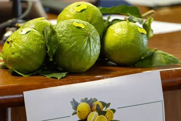 Da agrume simbolo a motore turistico: a Reggio Calabria nasce l’itinerario\u00A0“Via del Bergamotto”\n