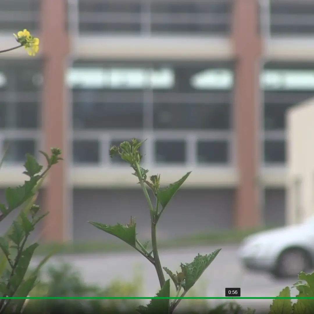 Nuovo Liceo Siciliani: in Via delle Rose finora solo tante “spine”