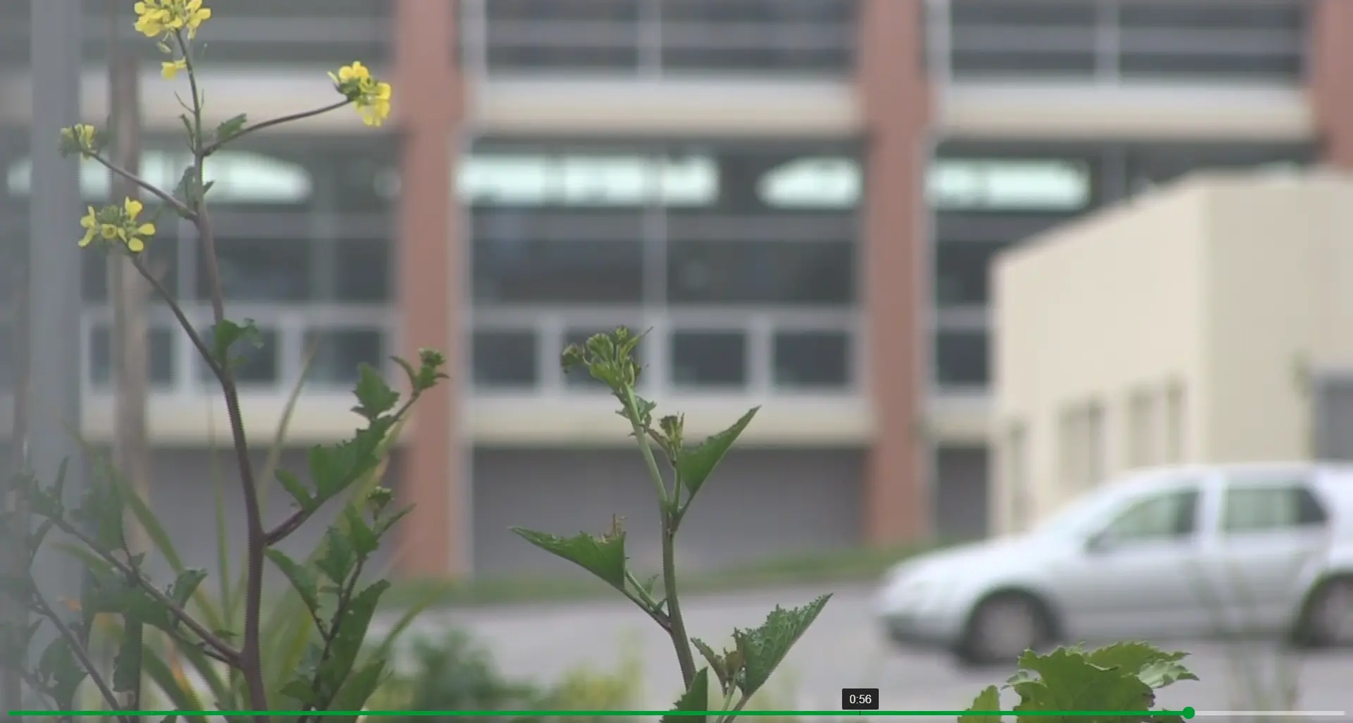 Nuovo Liceo Siciliani: in Via delle Rose finora solo tante “spine”