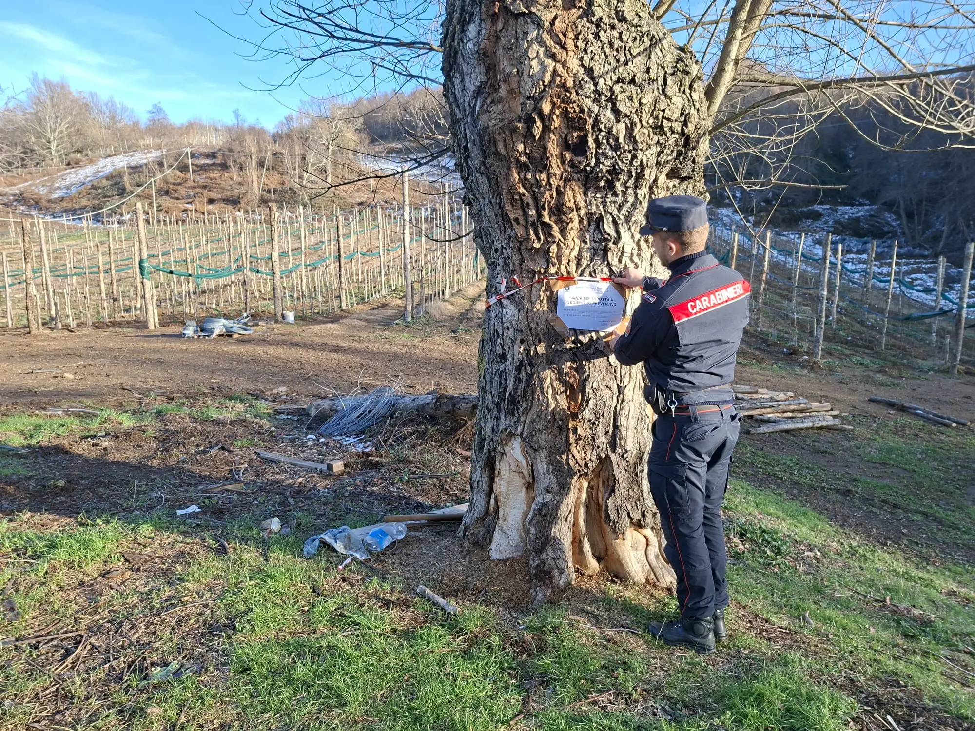 Tagli abusivi di alberi nei boschi della Presila, i carabinieri individuano\u00A0i responsabili in flagranza\n