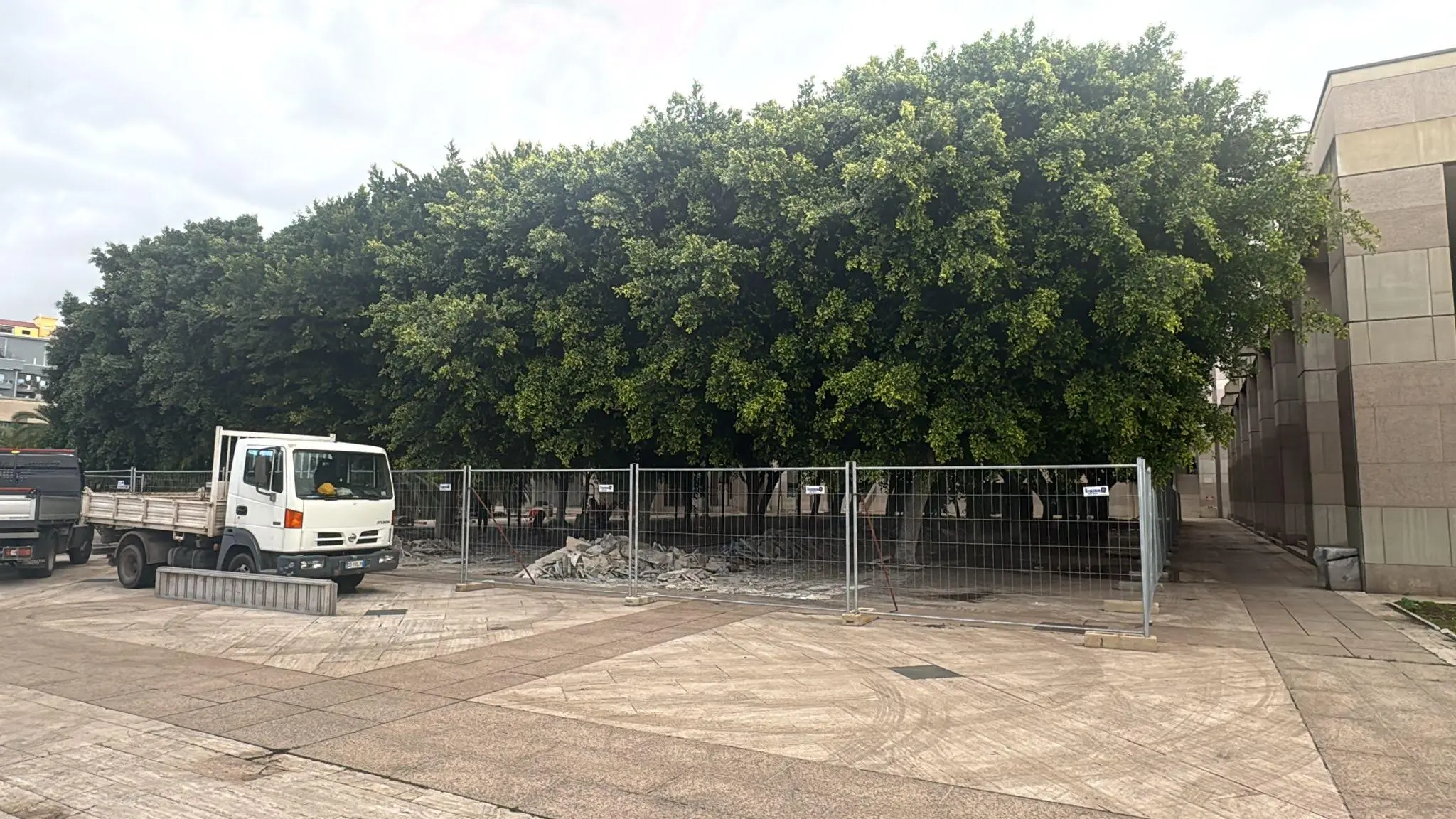 Riqualificazione del verde, Merenda: «Completiamo un percorso di riforestazione urbana e di risistemazione delle sedi degli alberi da Bocale fino a Catona»\n