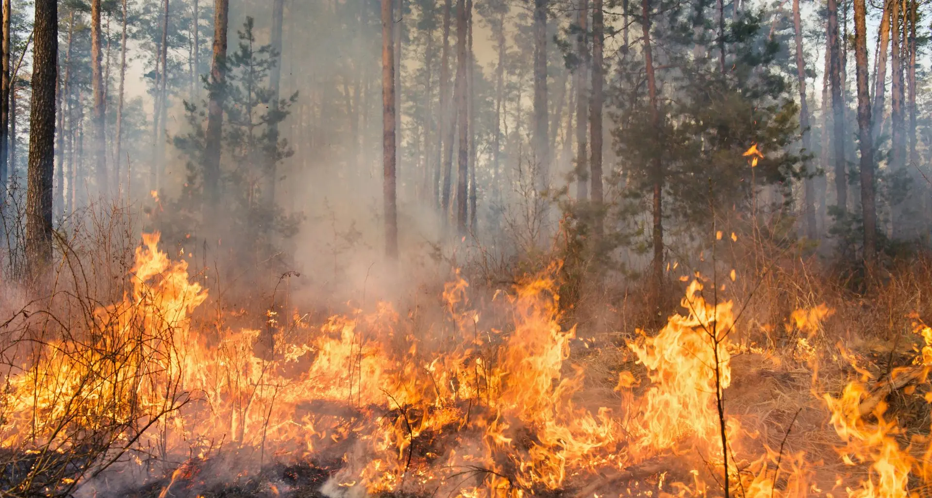 Incendi boschivi in aumento in Calabria, nel 2025 in fumo 11mila ettari (nel 2024 quasi 6mila)