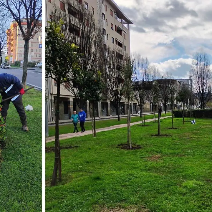Cosenza, prosegue la piantumazione di mille nuove essenze arboree in città