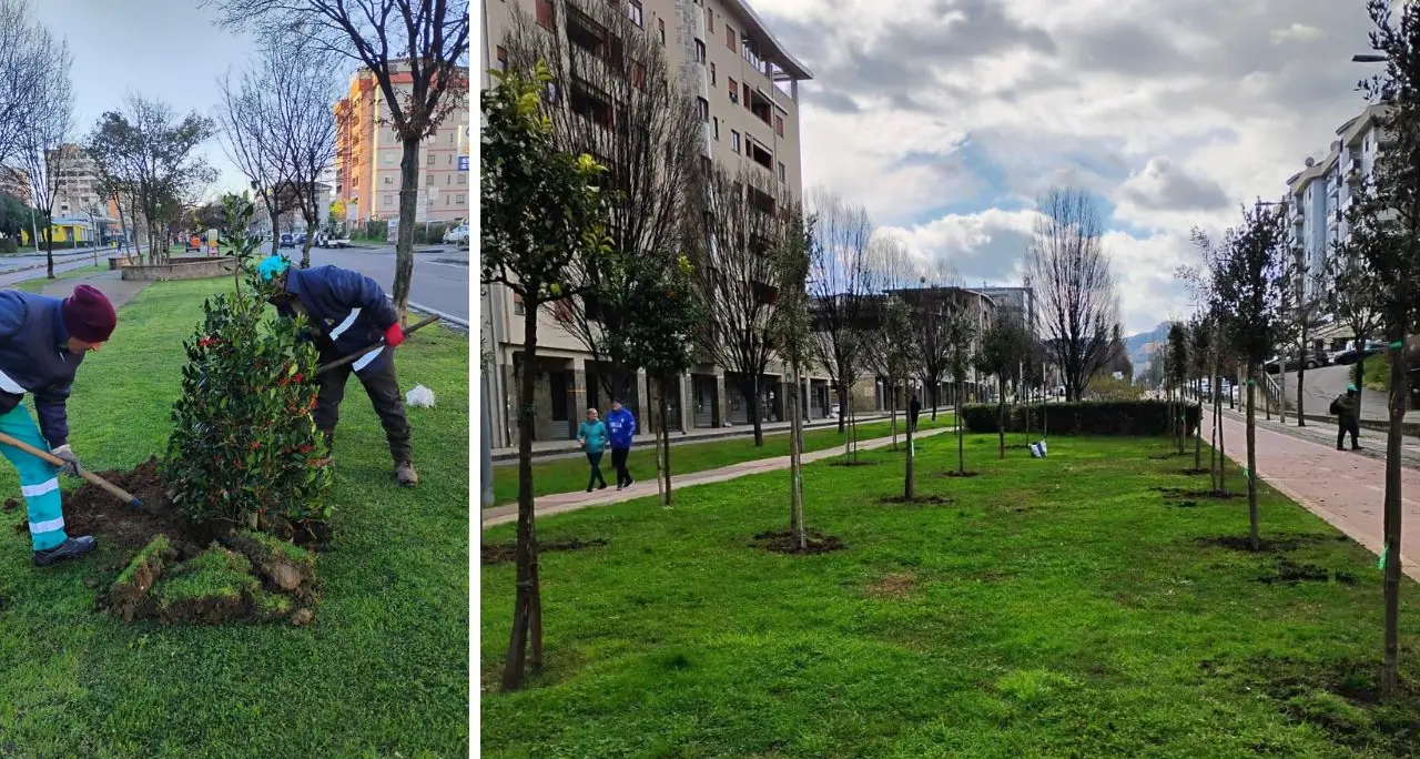 Cosenza, prosegue la piantumazione di mille nuove essenze arboree in città