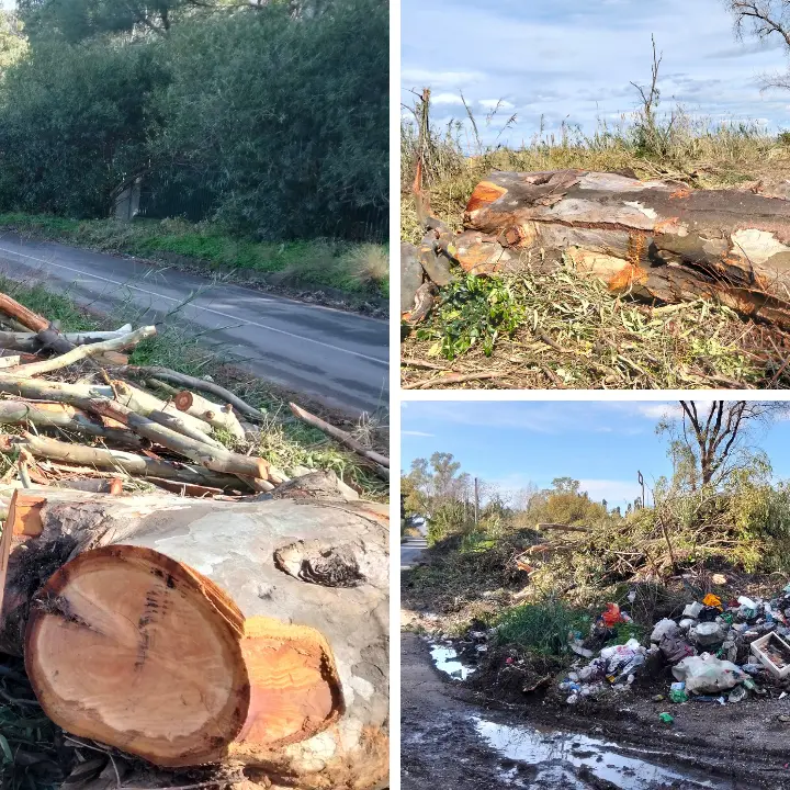 Decine di alberi abbattuti a Vibo Marina, insorge Italia Nostra: «Bosco centenario tagliato senza pietà. Ci sono le autorizzazioni?»\n