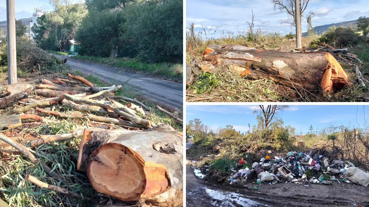 Decine di alberi abbattuti a Vibo Marina, insorge Italia Nostra: «Bosco centenario tagliato senza pietà. Ci sono le autorizzazioni?»\n