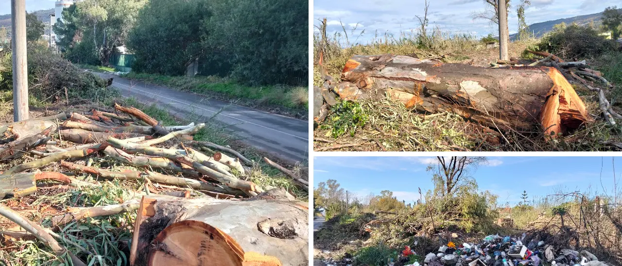 Decine di alberi abbattuti a Vibo Marina, insorge Italia Nostra: «Bosco centenario tagliato senza pietà. Ci sono le autorizzazioni?»\n