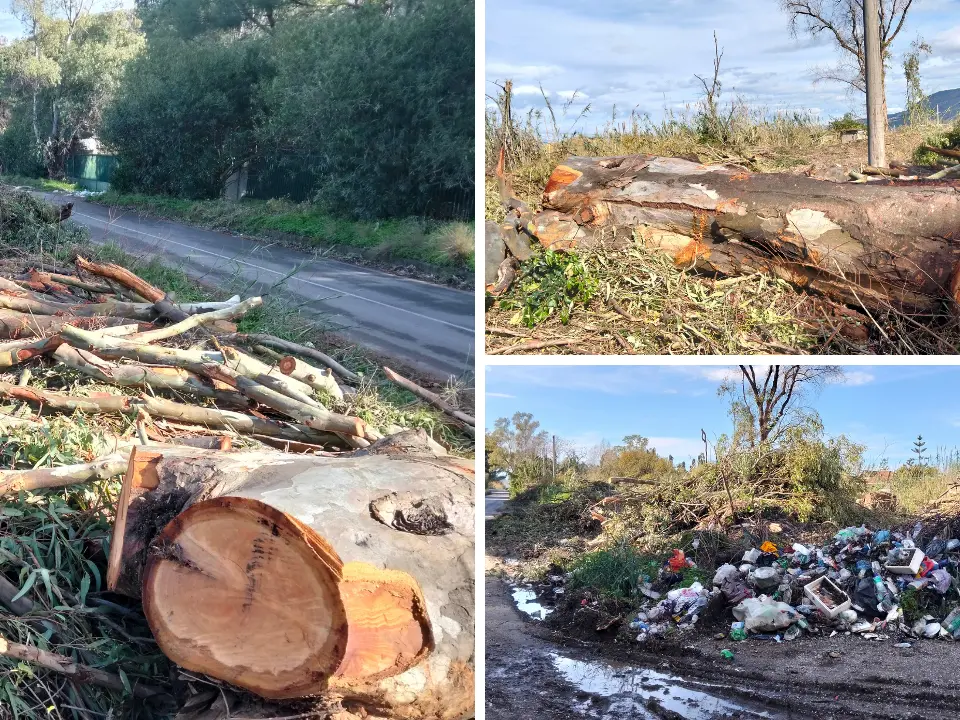 Decine di alberi abbattuti a Vibo Marina, insorge Italia Nostra: «Bosco centenario tagliato senza pietà. Ci sono le autorizzazioni?»