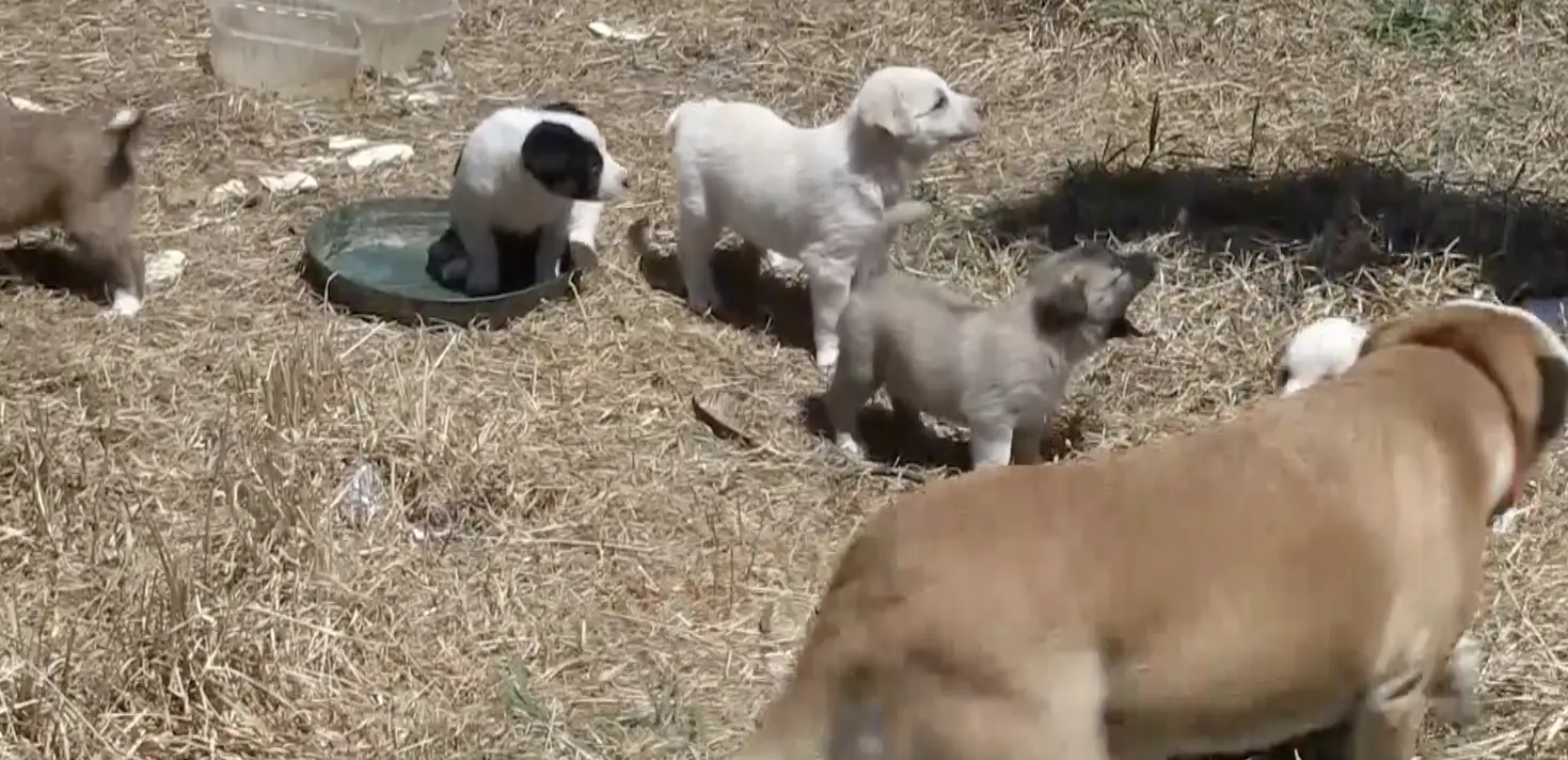 Bilancio, Carpino: «Dalla Giunta 30mila euro per gli interventi a tutela degli animali»\n