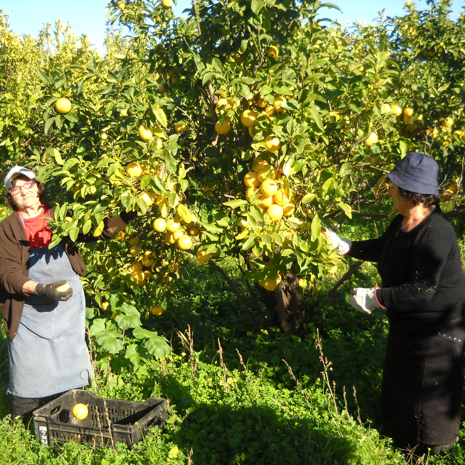 Bergamotto di Reggio Calabria è IGP: la soddisfazione degli agricoltori del Comitato\n