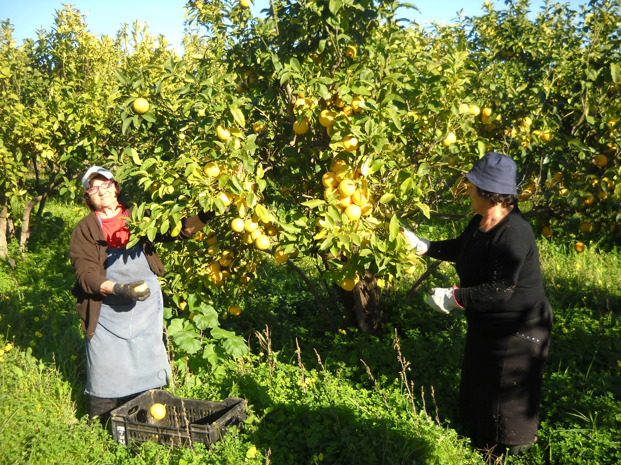 Bergamotto di Reggio Calabria è IGP: la soddisfazione degli agricoltori del Comitato\n