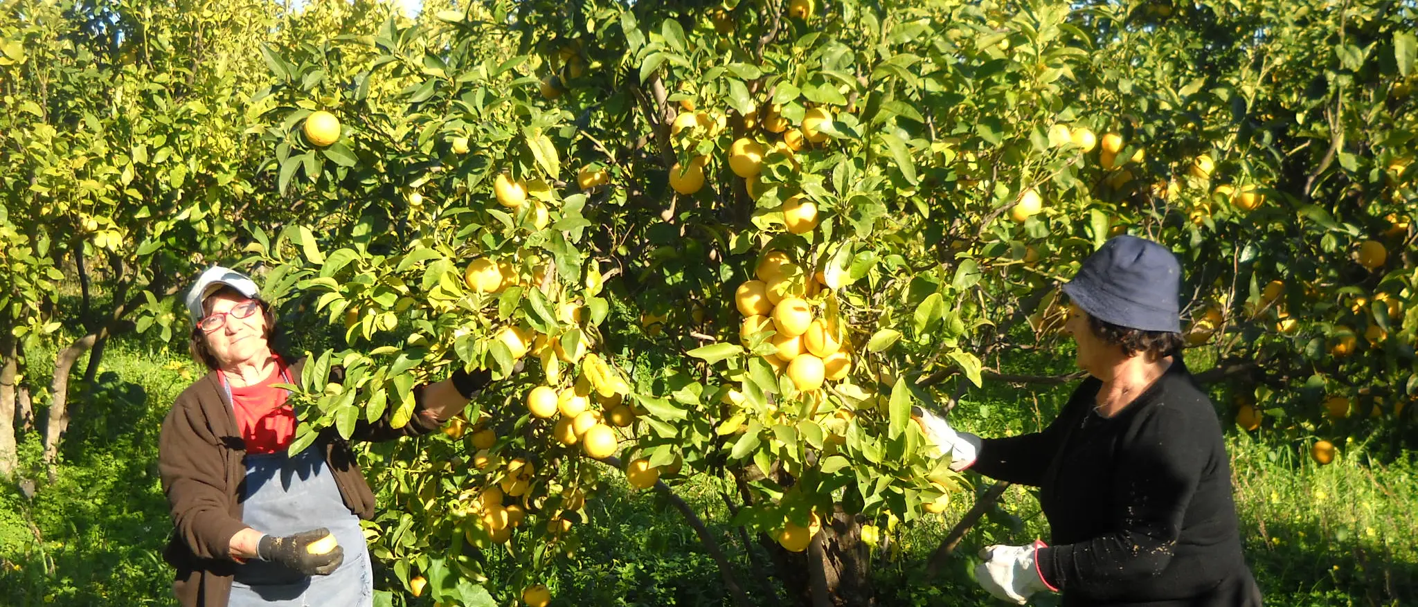 Bergamotto di Reggio Calabria è IGP: la soddisfazione degli agricoltori del Comitato\n