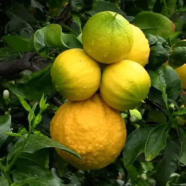 <p>Bergamotto di Reggio Calabria, il fronte Dop non ci sta. Marcello Foti: «Faremo opposizione»</p>