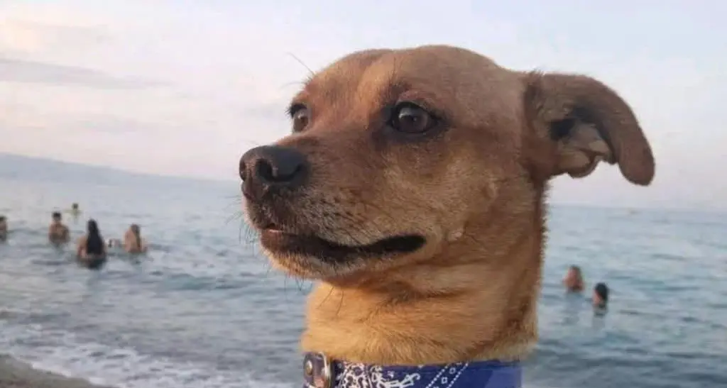 Corigliano Rossano, pincher sbranato da due cani lupo: il proprietario cerca di difenderlo ma viene aggredito\n