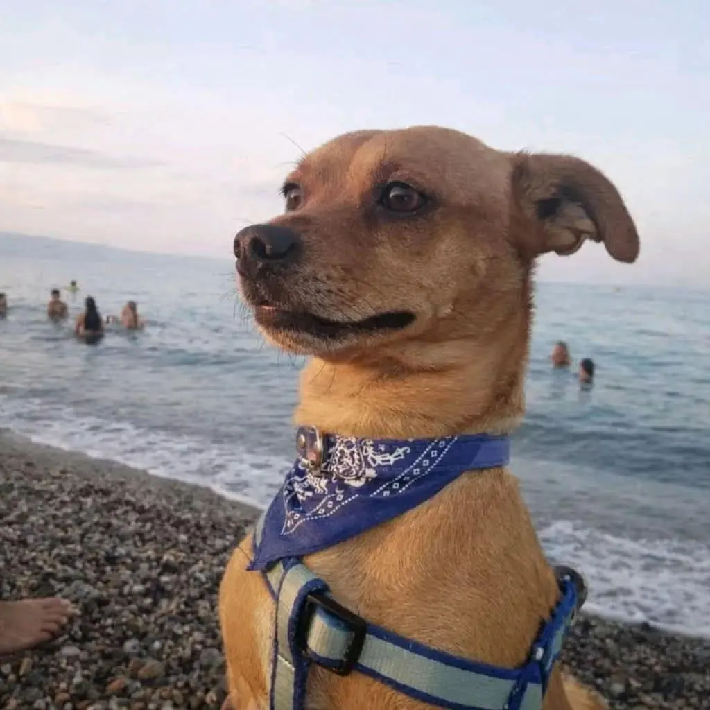 Corigliano Rossano, pincher sbranato da due cani lupo: il proprietario cerca di difenderlo ma viene aggredito\n