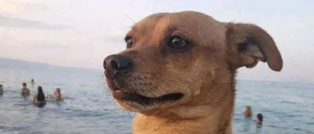 Corigliano Rossano, pincher sbranato da due cani lupo: il proprietario cerca di difenderlo ma viene aggredito\n