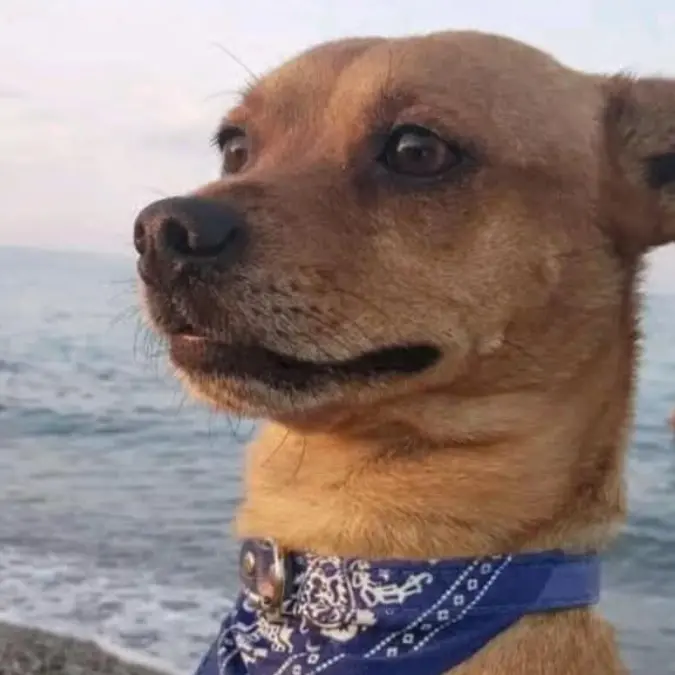 Cagnolino sbranato da due lupi cecoslovacchi a Corigliano, il padrone ferito nel tentativo di salvarlo\n