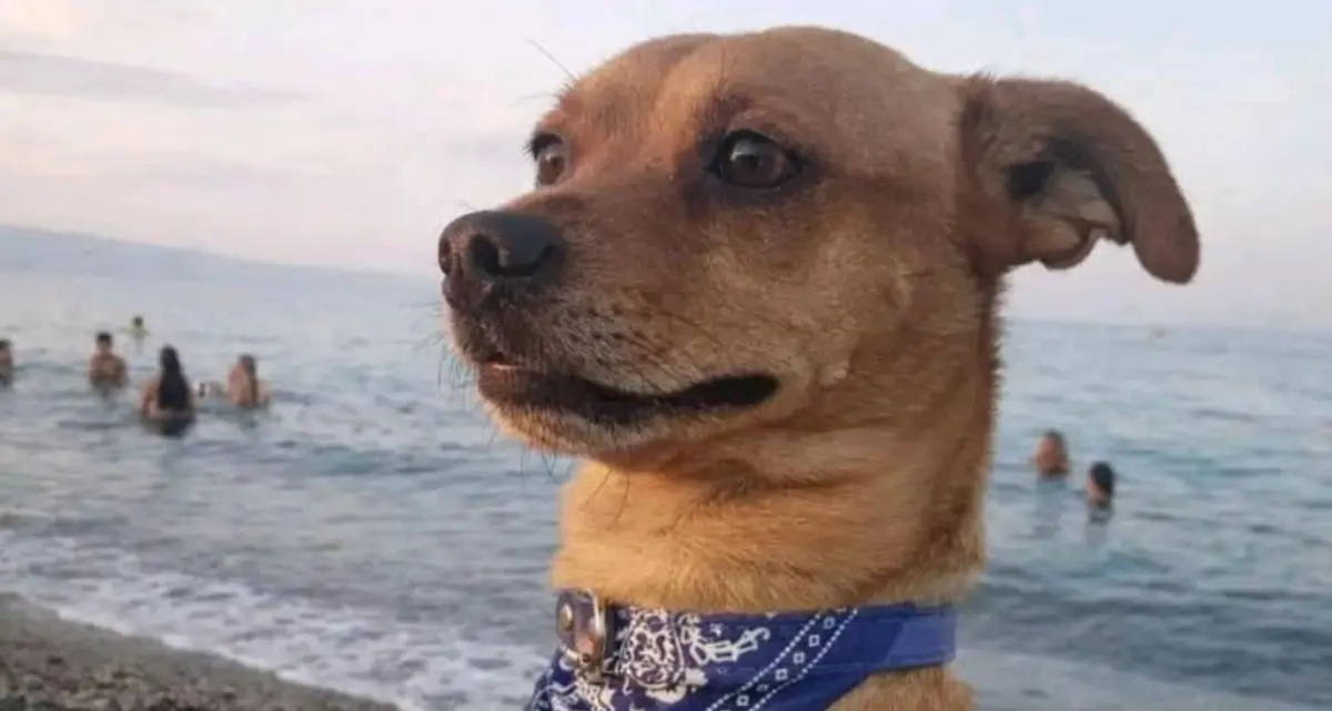 Cagnolino sbranato da due lupi cecoslovacchi a Corigliano, il padrone ferito nel tentativo di salvarlo\n