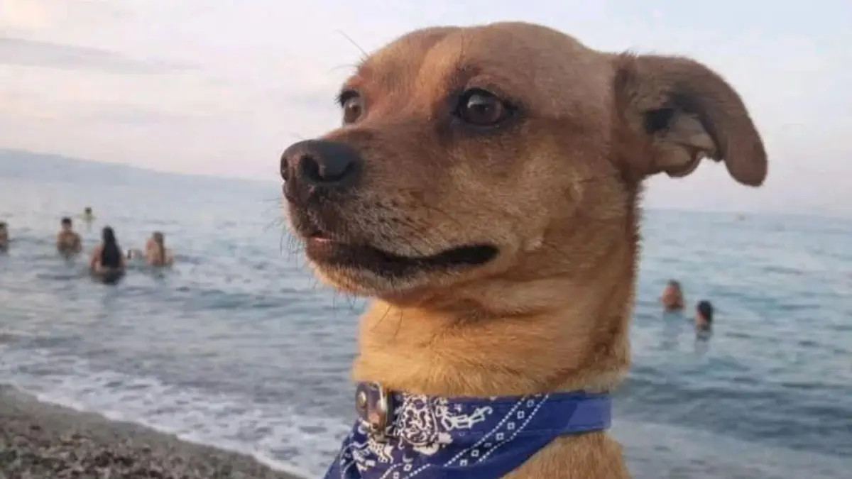 Cagnolino sbranato da due lupi cecoslovacchi a Corigliano, il padrone ferito nel tentativo di salvarlo\n