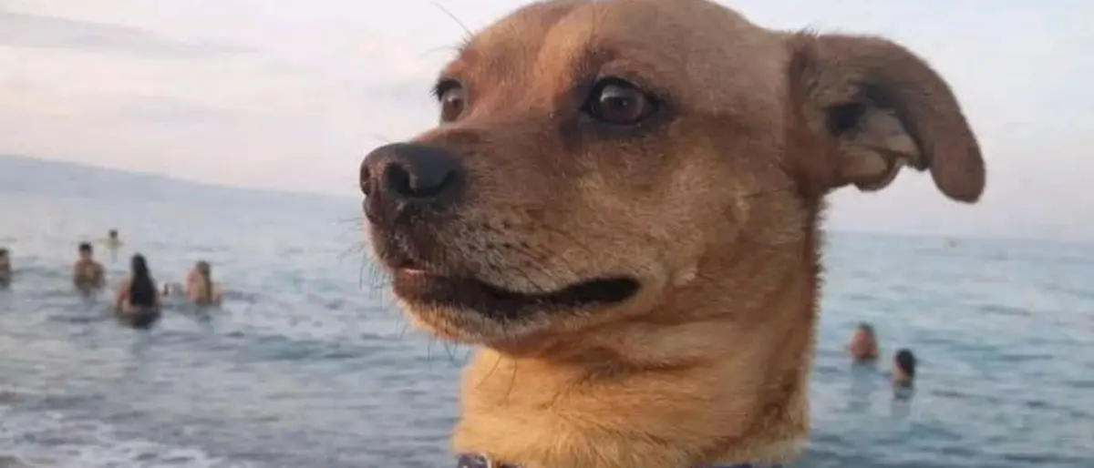 Cagnolino sbranato da due lupi cecoslovacchi a Corigliano, il padrone ferito nel tentativo di salvarlo\n