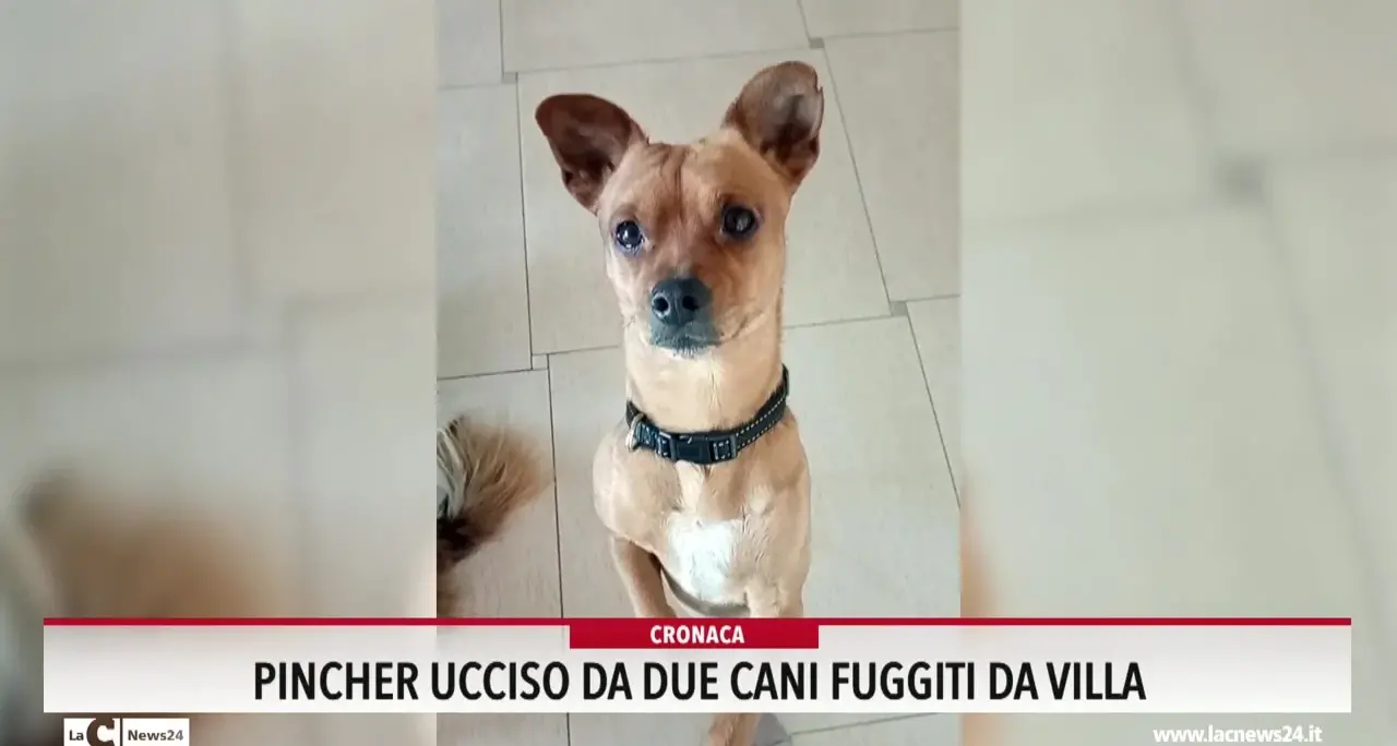 Pincher ucciso da due cani fuggiti da villa