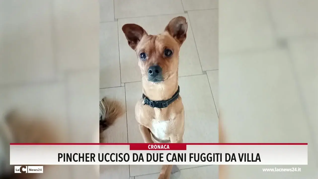 Pincher ucciso da due cani fuggiti da villa