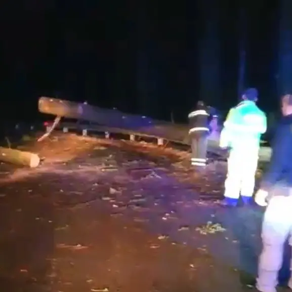 <p>Serra San Bruno, albero cade su un'auto a causa del maltempo: una persona ferita</p>