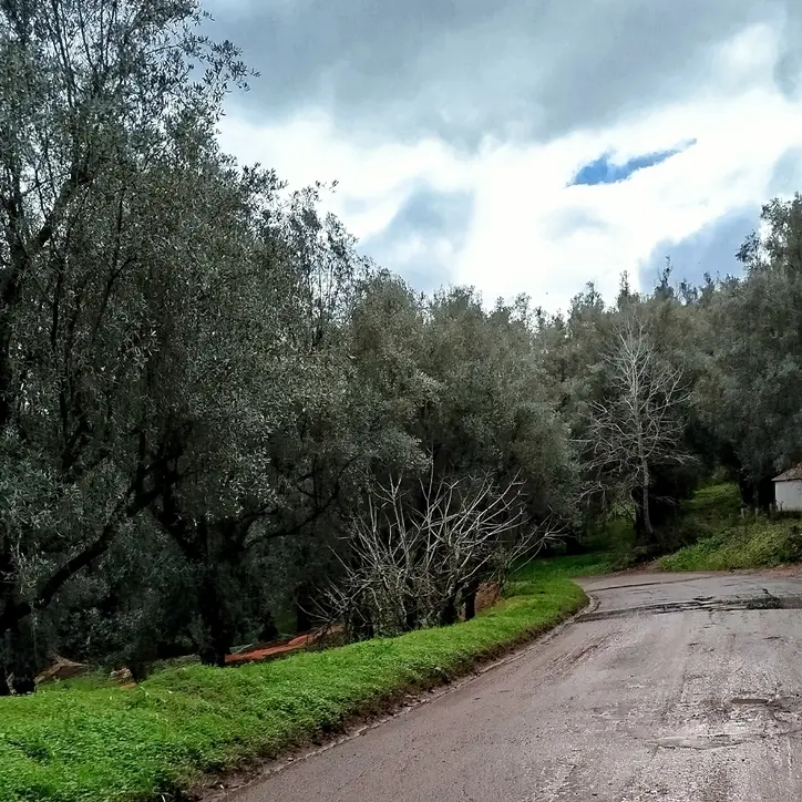 SP 86 Melicuccà – Sant’Anna – Seminara – Palmi in stato di abbandono: cresce la preoccupazione dei residenti\n