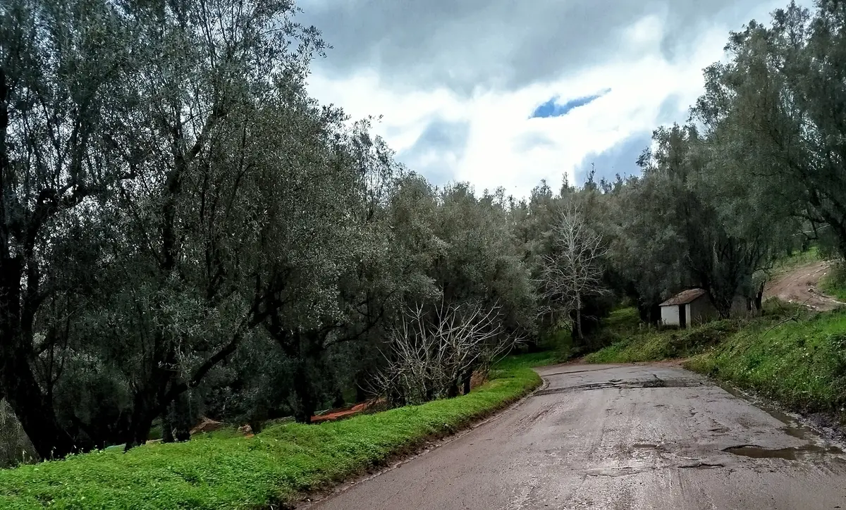 SP 86 Melicuccà – Sant’Anna – Seminara – Palmi in stato di abbandono: cresce la preoccupazione dei residenti\n