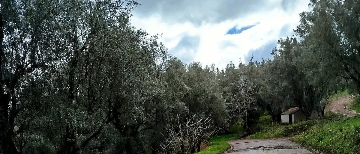 SP 86 Melicuccà – Sant’Anna – Seminara – Palmi in stato di abbandono: cresce la preoccupazione dei residenti\n