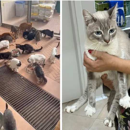 La vicenda dei 13 gatti e la possibile agevolazione ad una clinica. La titolare : “Adesso parlo io”