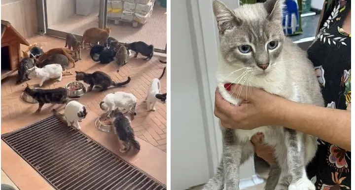 La vicenda dei 13 gatti e la possibile agevolazione ad una clinica. La titolare : “Adesso parlo io”