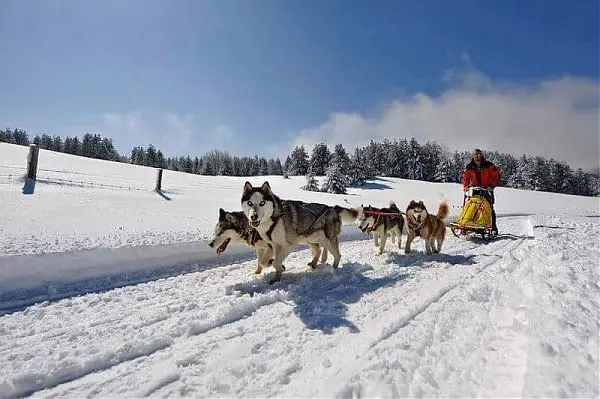 “Dog on the Snow”, in Sila la due giorni tra sleddog, trekking e sapori di montagna\n