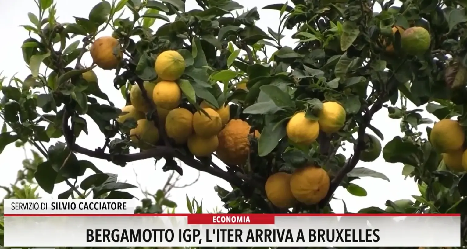 Bergamotto igp, l'iter arriva a Bruxelles