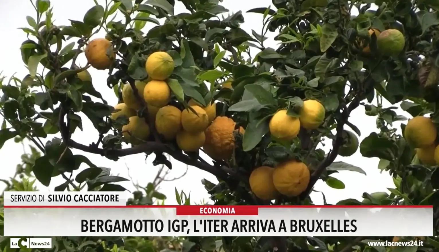 Bergamotto igp, l'iter arriva a Bruxelles