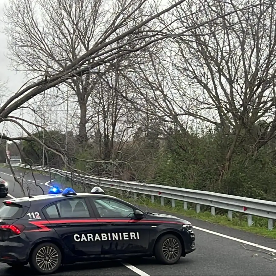 Maltempo nel Reggino, cade albero sulla Jonio-Tirreno: traffico rallentato\n