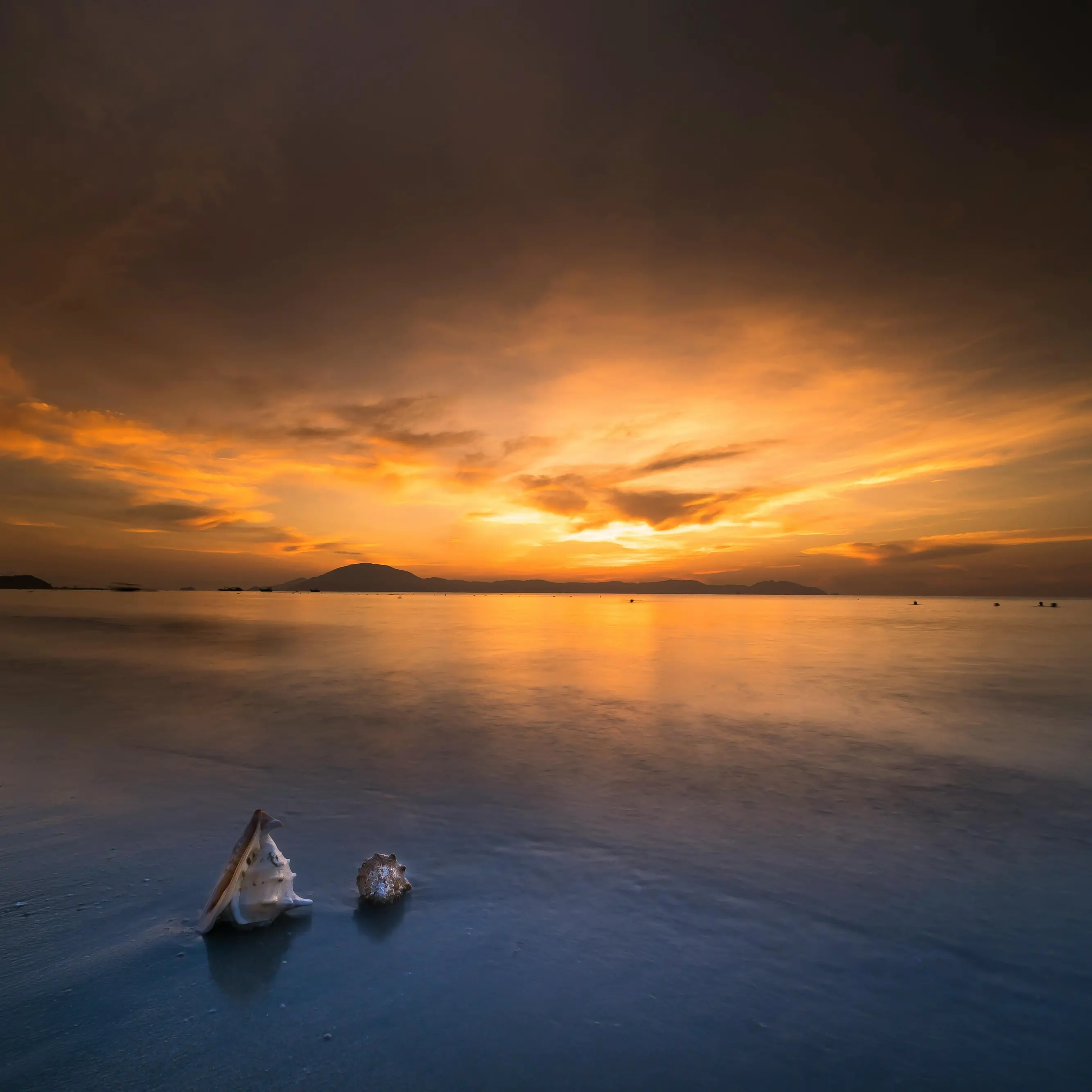 Pezzi di uomo e conchiglie intere\n