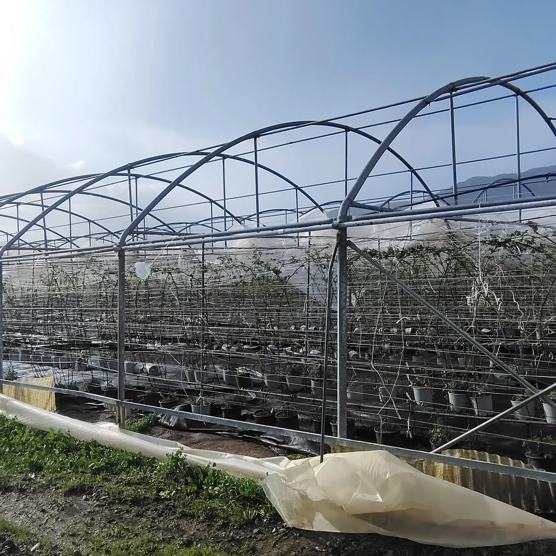 Coldiretti Calabria:\u00A0«Campi allagati, colture inondate e strutture divelte dal vento, danni\u00A0alle aziende agricole da Reggio a Cosenza»\n