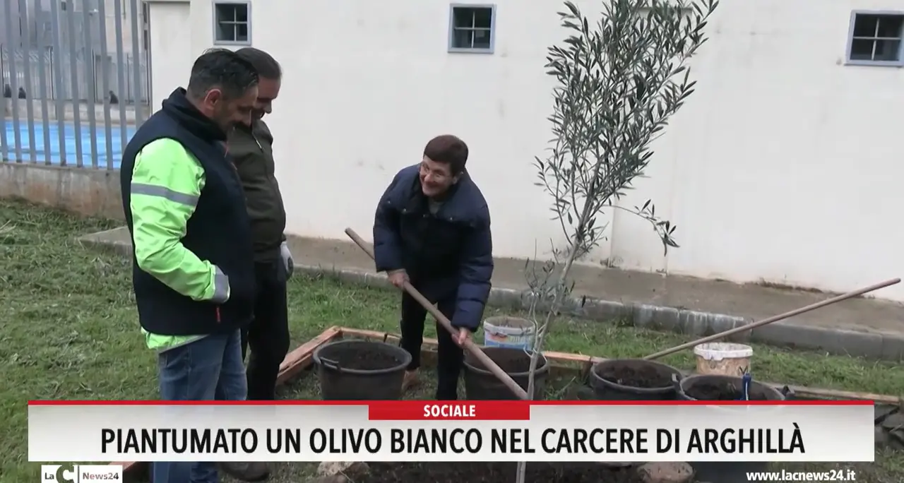Piantumato un olivo bianco nel carcere di Arghillà