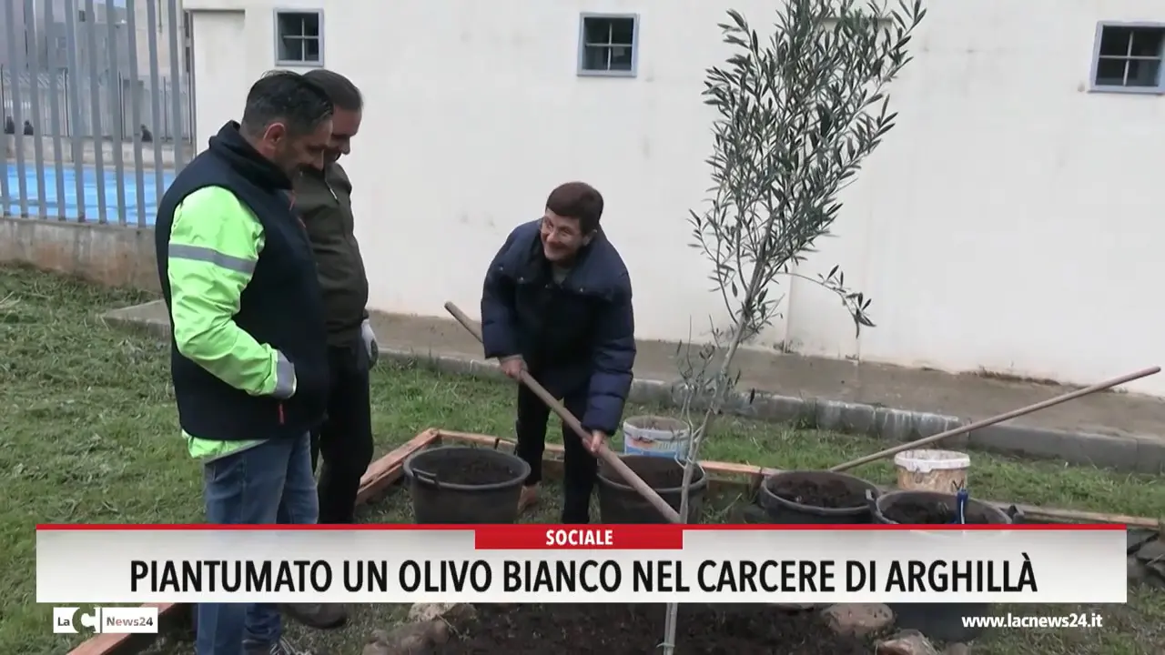 Piantumato un olivo bianco nel carcere di Arghillà