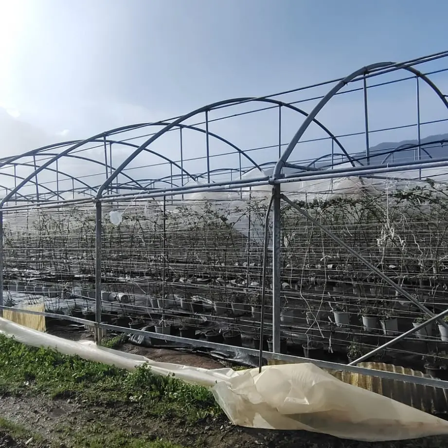 Maltempo, Coldiretti Calabria: danni diffusi alle aziende agricole. Campi allagati, colture inondate e strutture divelte dal vento anche nel Catanzarese\n