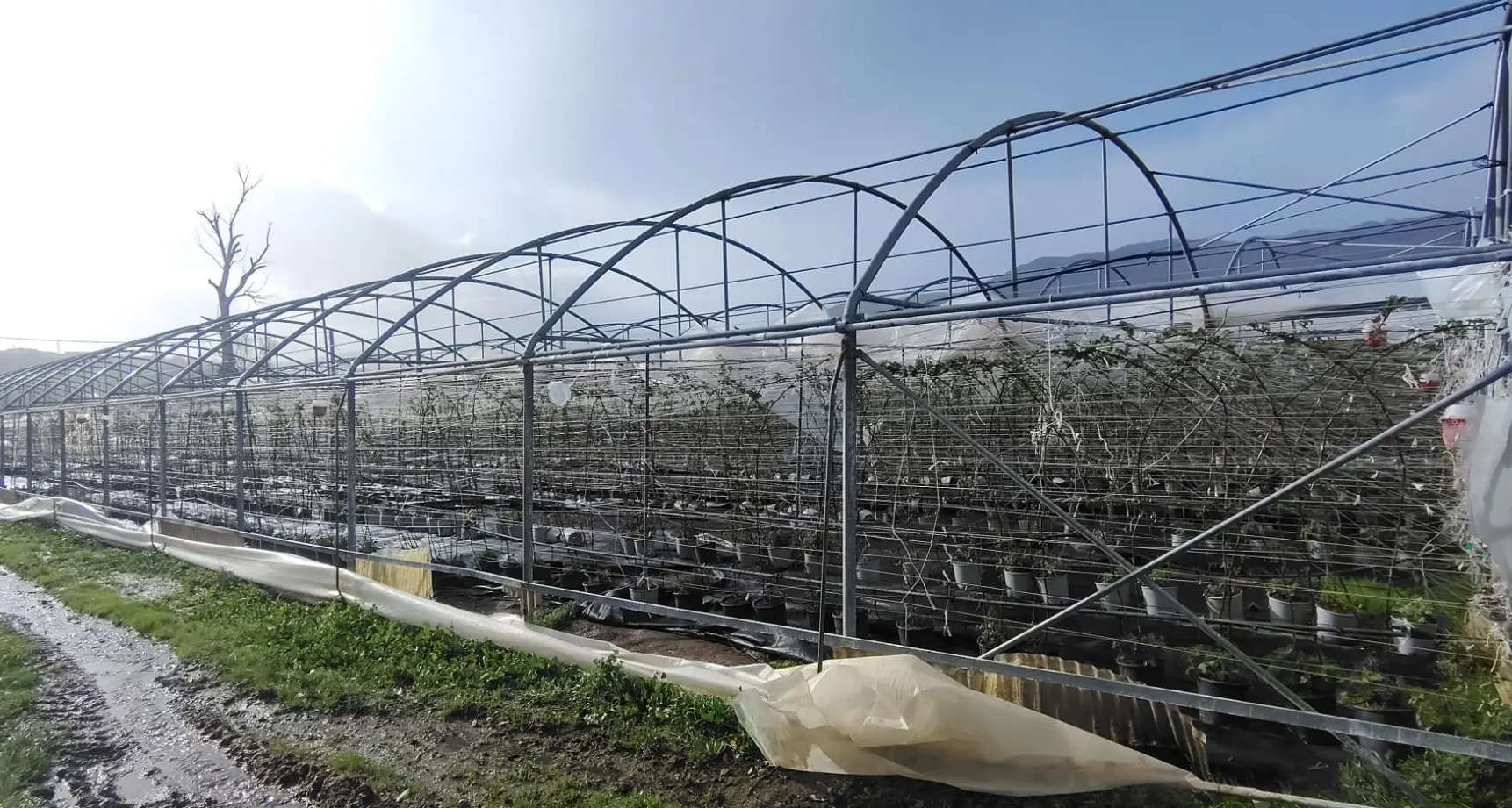 Maltempo, Coldiretti Calabria: danni diffusi alle aziende agricole. Campi allagati, colture inondate e strutture divelte dal vento anche nel Catanzarese\n